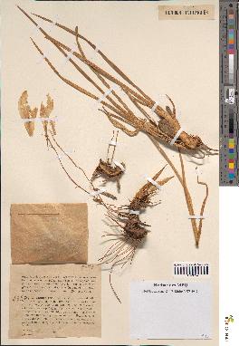 spécimen de Iris unguicularis