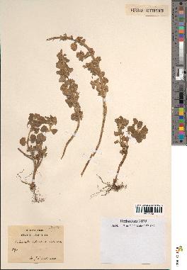 spécimen de Calamintha heterotricha