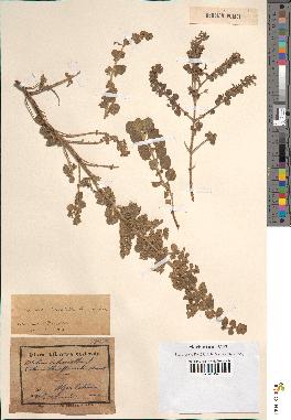 spécimen de Calamintha heterotricha