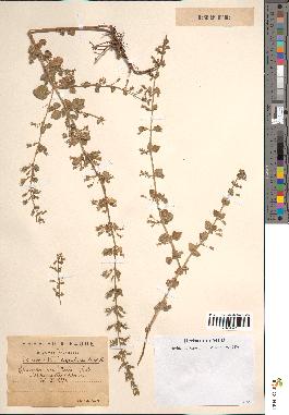 spécimen de Calamintha heterotricha