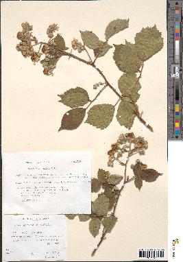 spécimen de Rubus pyramidalis