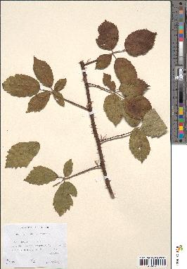 spécimen de Rubus pyramidalis