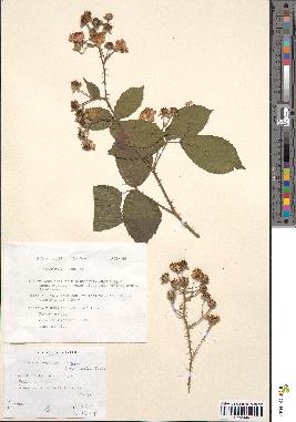 spécimen de Rubus muelleri