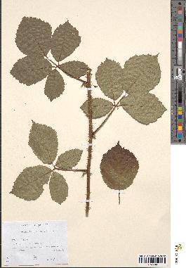 spécimen de Rubus macrostachys