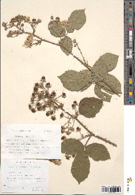 spécimen de Rubus macrostachys