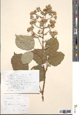 spécimen de Rubus thyrsanthus