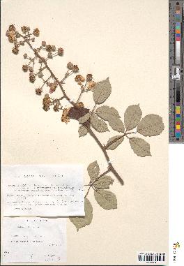 spécimen de Rubus ulmifolius