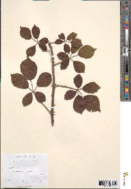 spécimen de Rubus ulmifolius