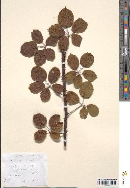 spécimen de Rubus ulmifolius