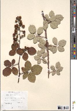 spécimen de Rubus ulmifolius