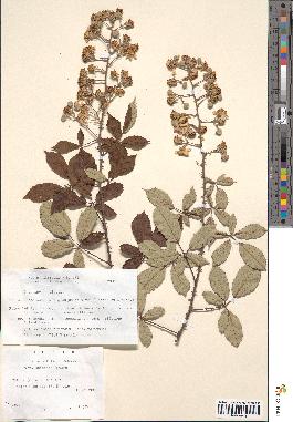 spécimen de Rubus ulmifolius