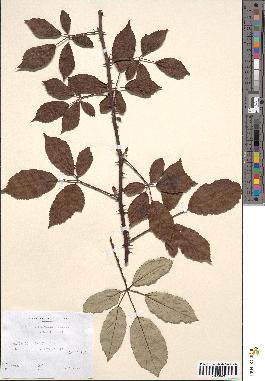 spécimen de Rubus ulmifolius