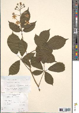 spécimen de Rubus sulcatus