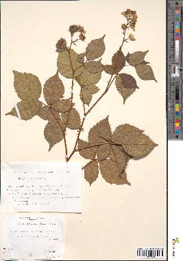 spécimen de Rubus plicatus