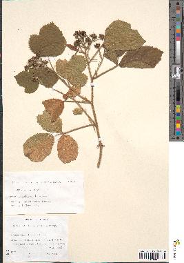 spécimen de Rubus rivularis