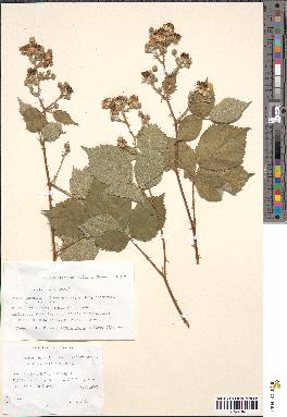 spécimen de Rubus rhombifolius