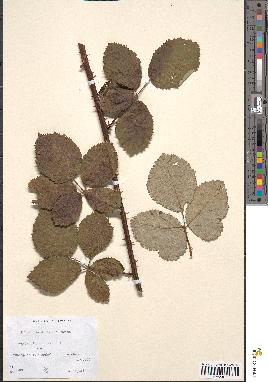 spécimen de Rubus rhamnifolius