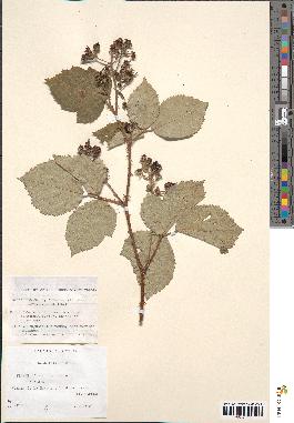 spécimen de Rubus rhamnifolius