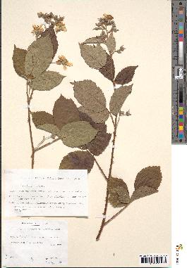 spécimen de Rubus rhamnifolius