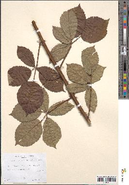 spécimen de Rubus rhamnifolius