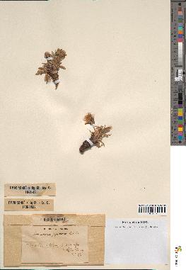 spécimen de Scorzonera pygmaea