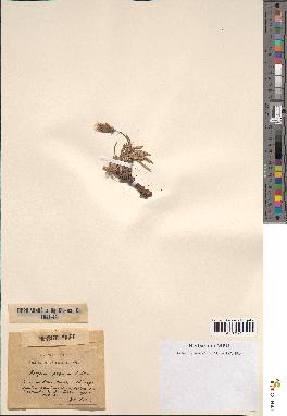 spécimen de Scorzonera pygmaea
