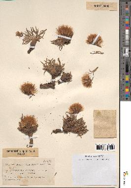spécimen de Scorzonera pygmaea