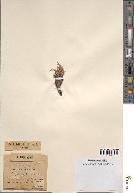 spécimen de Scorzonera pygmaea