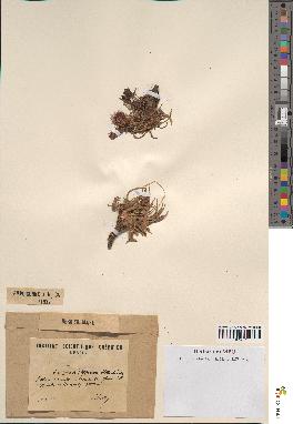 spécimen de Scorzonera pygmaea