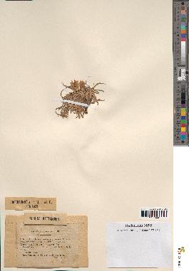 spécimen de Scorzonera pygmaea