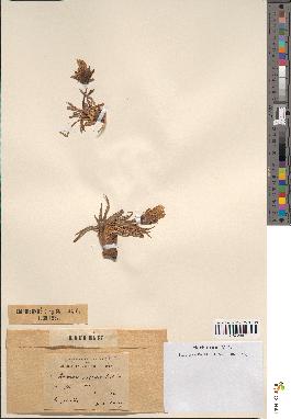 spécimen de Scorzonera pygmaea