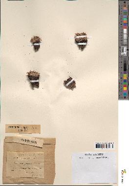 spécimen de Scorzonera pygmaea