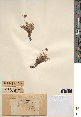 spécimen de Scorzonera pygmaea