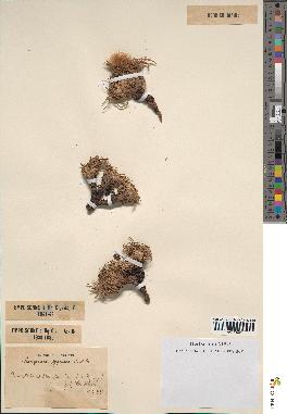 spécimen de Scorzonera pygmaea