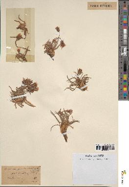 spécimen de Scorzonera pygmaea