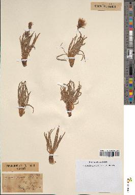 spécimen de Scorzonera pygmaea