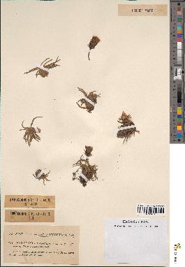 spécimen de Scorzonera pygmaea
