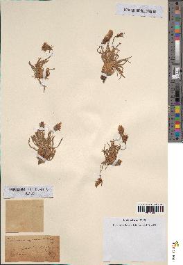 spécimen de Scorzonera pygmaea