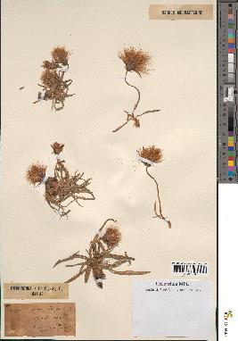 spécimen de Scorzonera pygmaea