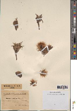 spécimen de Scorzonera pygmaea