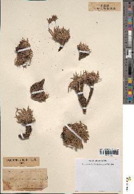 spécimen de Scorzonera pygmaea
