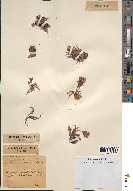 spécimen de Scorzonera pygmaea