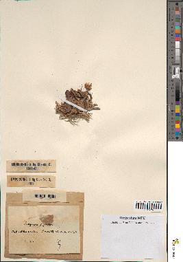 spécimen de Scorzonera pygmaea