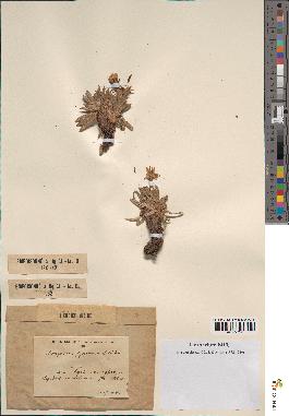spécimen de Scorzonera pygmaea