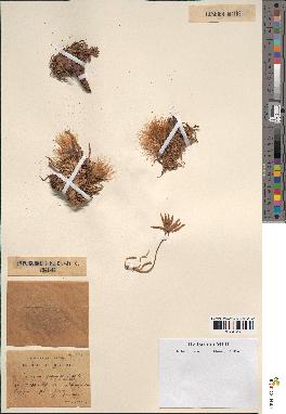 spécimen de Scorzonera pygmaea