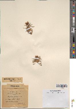 spécimen de Scorzonera pygmaea