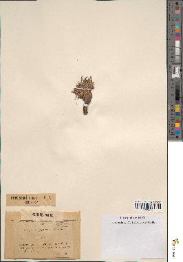 spécimen de Scorzonera pygmaea