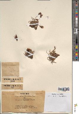 spécimen de Scorzonera pygmaea