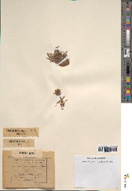 spécimen de Scorzonera pygmaea