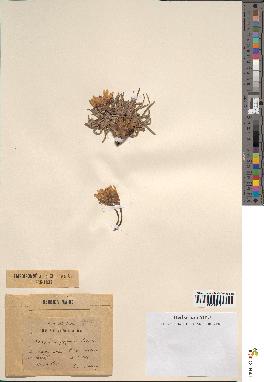spécimen de Scorzonera pygmaea